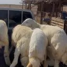 طليان حريات بريه