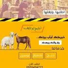 طليان حري مع خدمة السلخ والتوصيل