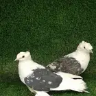 جوز ساكسون(بيع)