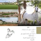 إيواء وغرف خيل ربط للإيجار الشهري ومنتجع