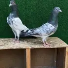 جوز رام بوري صافي بيور تم البيع