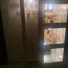 عربية ملكة كبيرة للبيع