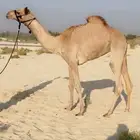 بكره مفروده طيبه ( هجن )