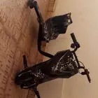 سكوتر