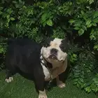 أنثى بولى بوكيت بيتبول