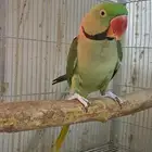 ذكر دره نيبالي حجم كبير (( تم البيع ))