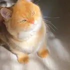 ذكر سكوتش تزاوج