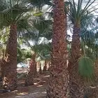 نخيل وشنطن