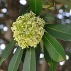 شجرة المليون زهرة ( الاستونيا )