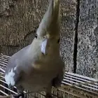 ببغاء كروان للبيع
