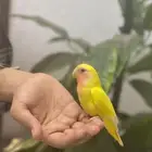 ببغاء روز لاتينو