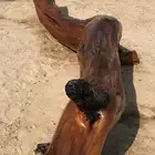 جذع شجر اثل طبيعي جميل ديكور تصميم اثاث