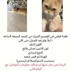 قطه مفقوده