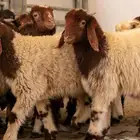 تبي ذبيحه ولا تقدر تروح السوق
