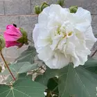 شتلات ( قطن روز ) خطمي متغير