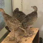 صوص فزن أمريكي