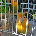 زوج روز لون جميل (( تم البيع ))