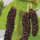 شتلات توت كشميري احمر 20 ريال