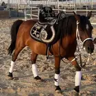 خيل فرس بوني للإيجار في مكانك
