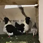 زوج سترايزر حجم ضخم (( تم البيع ))