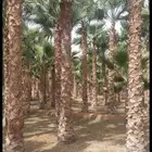 نخيل واشنطني من 1متر الى 5متر