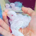 فروخ روز البينو إناث