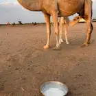 خلفه مصغر وضحى