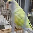 روز مفقود في صبيا