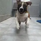 كلب أميريكان بولي 4 اشهر