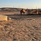 بكره