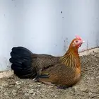بيض دجاج عربي ترثه