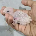 فرخين روز باليد 125 ريال