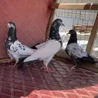 تم البيع   جوز تيدي منتج Top