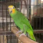 ببغاء أمازوني