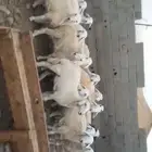 ذبايح حري سواكني مسلخ بالموقع يوجد ذبح وتقطيع وتوصيل