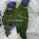 فروخ لوري (تم البيع)