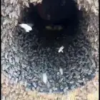 نحل البيع