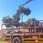 أشجار زيتون للبيع