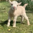 الماعز القزم بديل القطط صديق الطفل ماعز