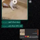 تزاوج وفندقة ورعاية قطط في جدة