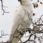 فرخ كوكاتو