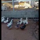 بط للبيع عنيزة ااوهلان