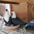 جوز لبناني منتج (بيع)
