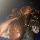 ايجار قارب رحلات بحرية