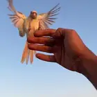 (تم البيع) كنيور مون شيك