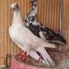 زوج كوري بودابست حجم صغير جدا (( تم اابيع ))