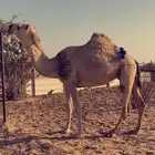 عشراء معشر تحتها بكره فرديه