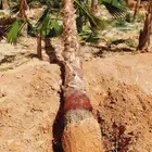 اشجار زينه داخليه وخارجيه