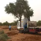اشجار زيتون للبيع معمر وغير معمر