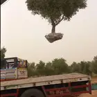 شجر زيتون للبيع معمر وغير معمر